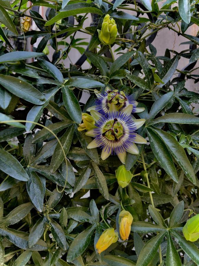 ホテルLuxors Garden バトゥーミ エクステリア 写真